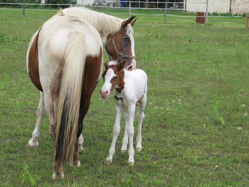 Mama fia