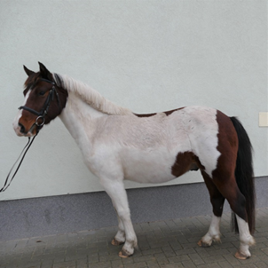 orkan